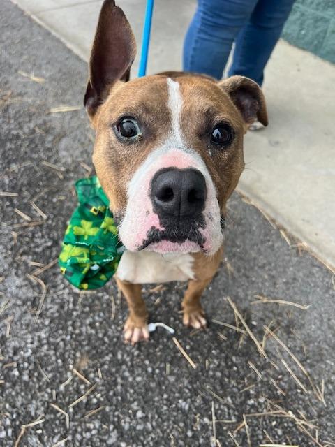 Talley- Available, a Adoptable mixed breed in Chickamauga , GA image 3/6