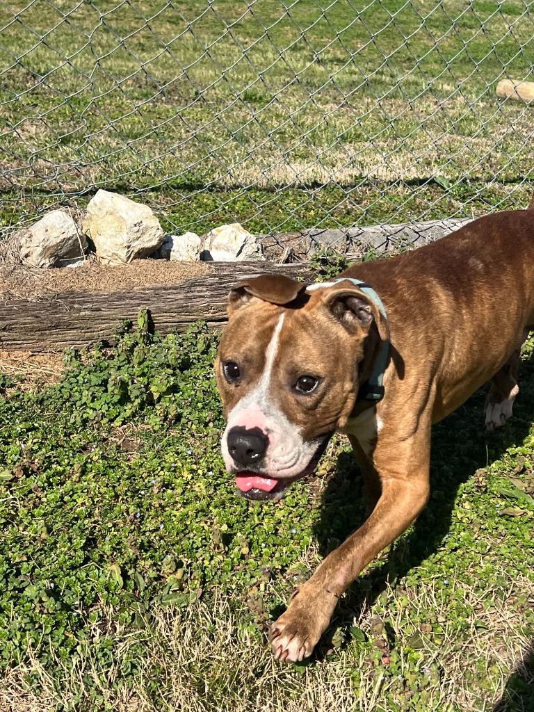 Enlarge Talley O’Malley-Adoptable Awaiting S/N, a Adoptable mixed breed in Chickamauga , GA image 3/6