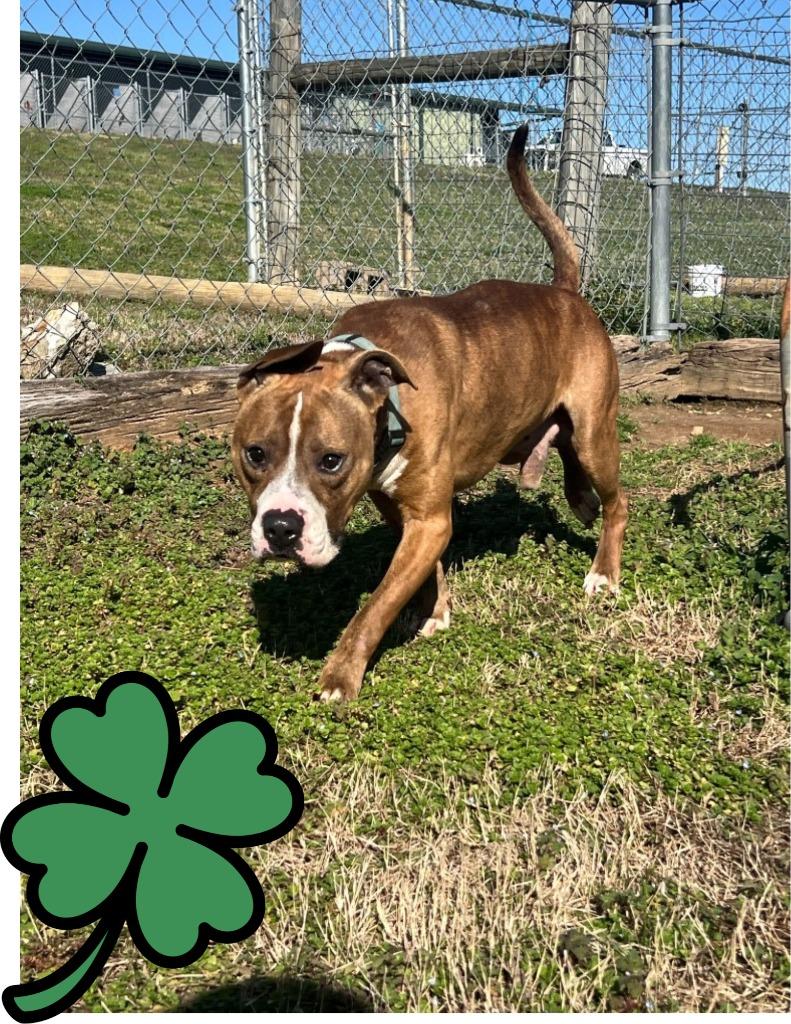 Enlarge Talley O’Malley-Adoptable Awaiting S/N, a Adoptable mixed breed in Chickamauga , GA image 4/6