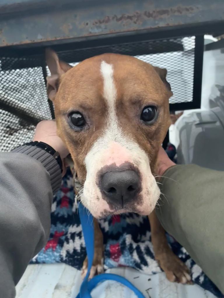 Enlarge Talley O’Malley-Adoptable Awaiting S/N, a Adoptable mixed breed in Chickamauga , GA image 5/6