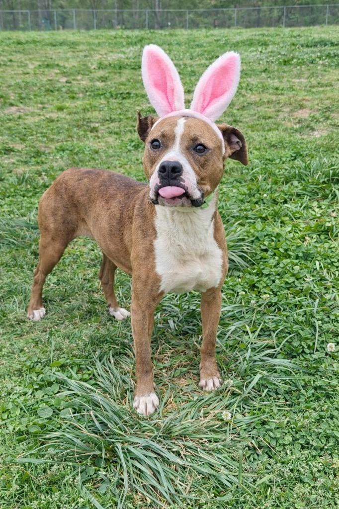 Enlarge Talley O’Malley-Adoptable Awaiting S/N, a Adoptable mixed breed in Chickamauga , GA image 6/6