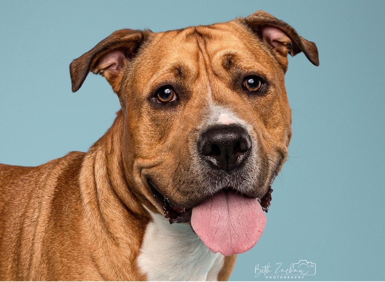 Enlarge Jethro, a Adoptable mixed breed in Clive, IA image 5/6