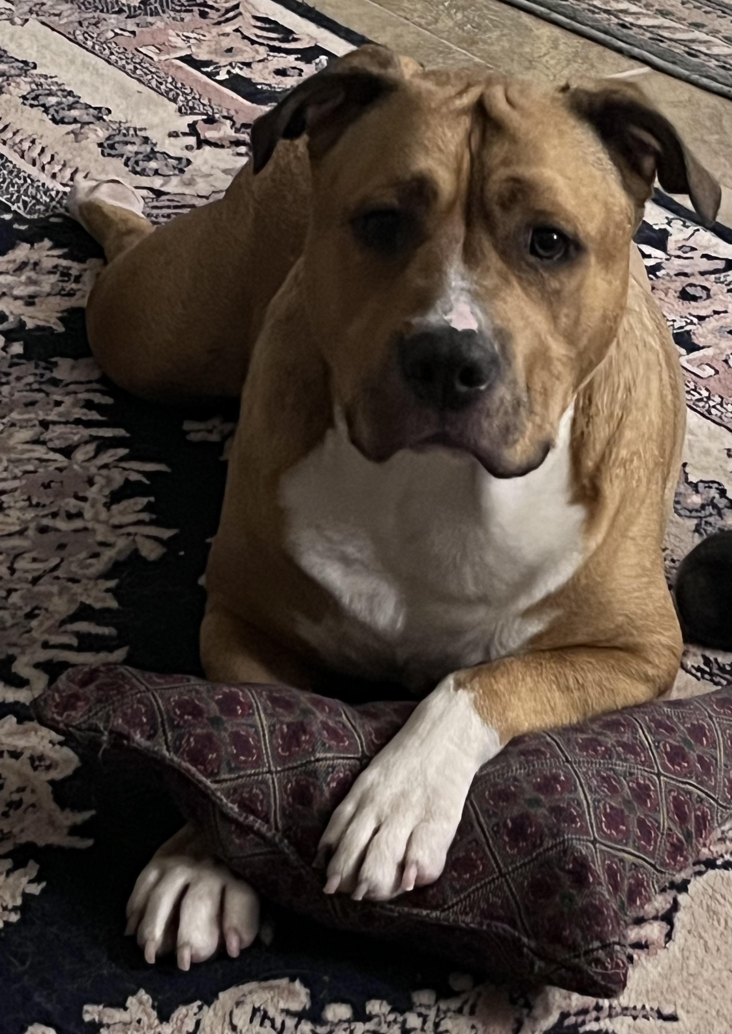 Enlarge Jethro, a Adoptable mixed breed in Clive, IA image 2/6