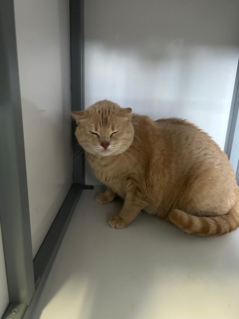 Meowth, Adoptable, Adult Female Domestic Short Hair.