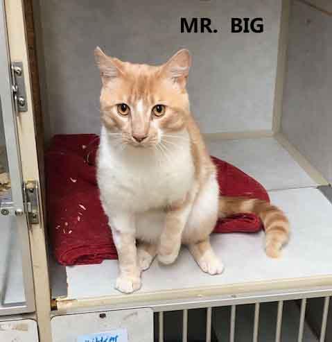 Enlarge Mr. Big, a ADOPTABLE Domestic Short Hair in Washington, GA image 1/1