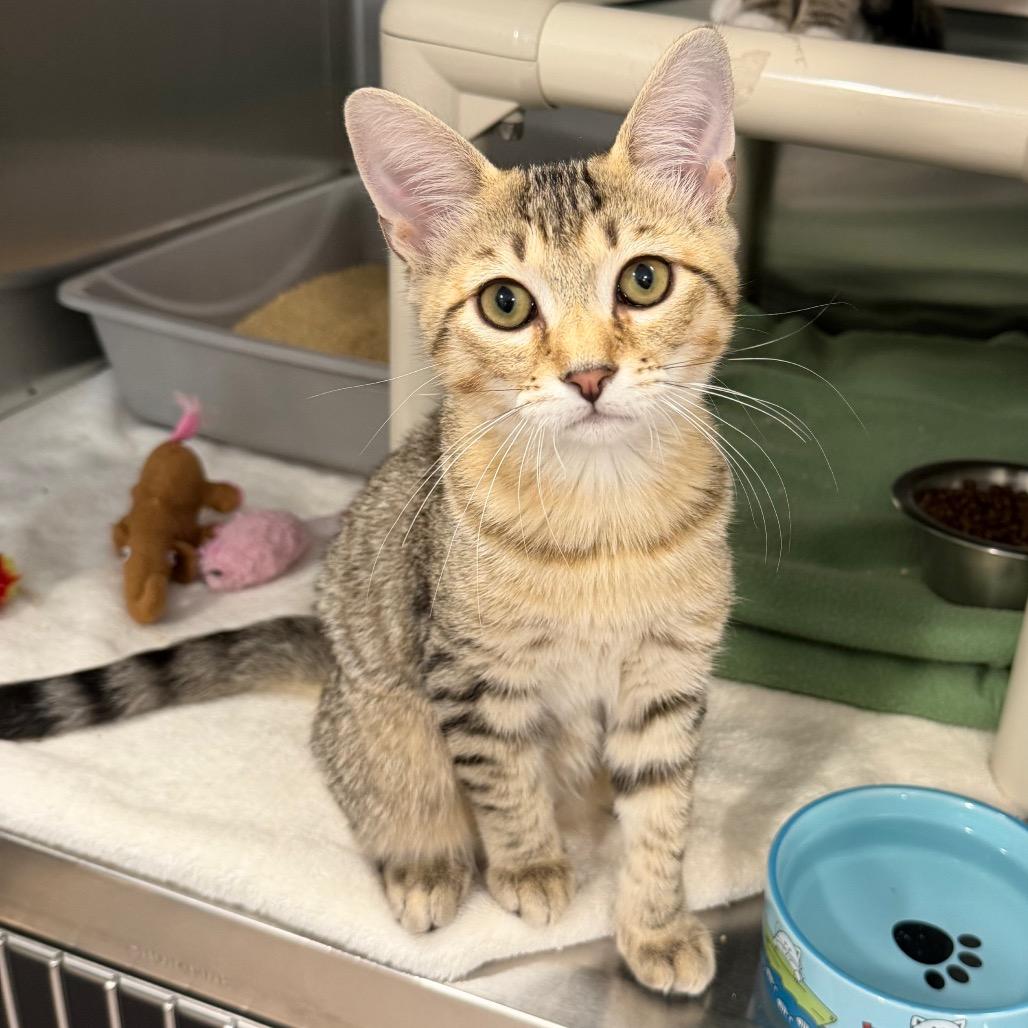 Enlarge Marina, a Adoptable Domestic Short Hair in Newark, DE image 1/3
