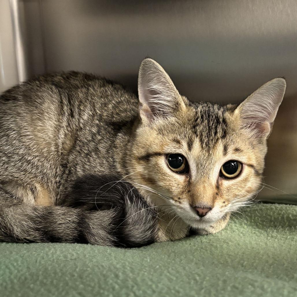 Enlarge Marina, a Adoptable Domestic Short Hair in Newark, DE image 2/3