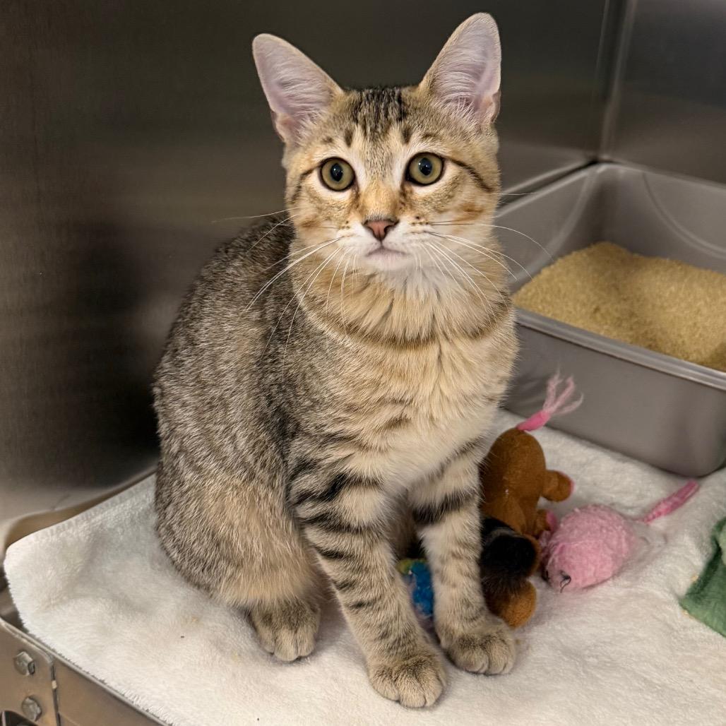 Enlarge Marina, a Adoptable Domestic Short Hair in Newark, DE image 3/3