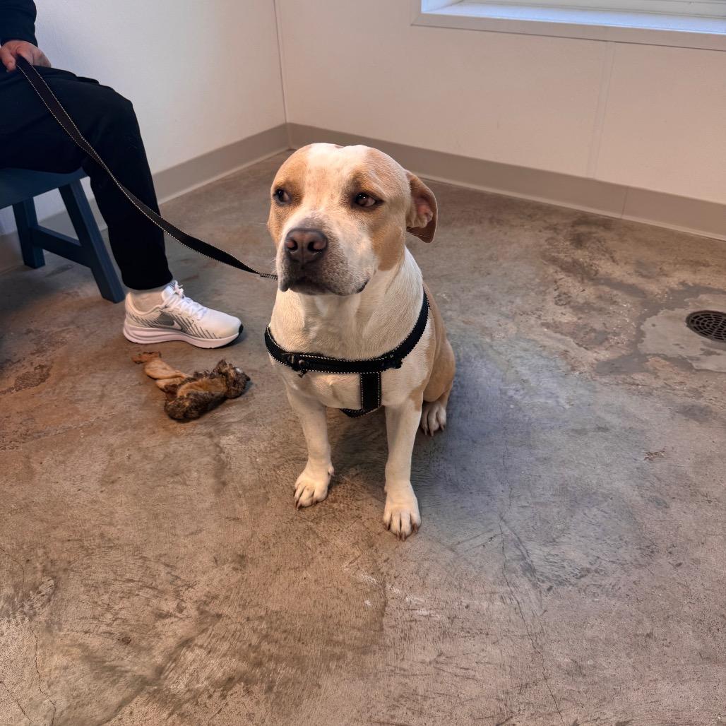 Enlarge Hugh, a Adoptable Mixed Breed in Clearwater, FL image 1/5