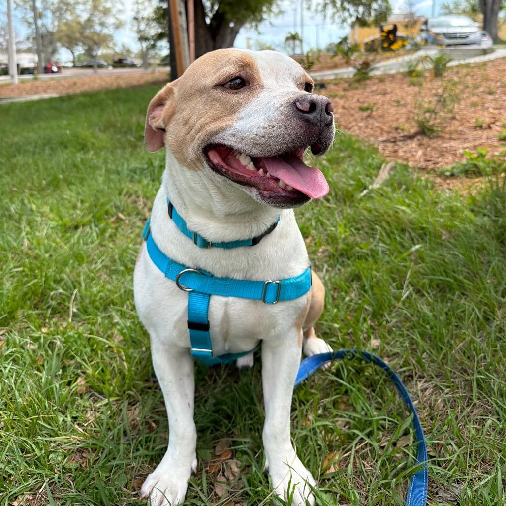 Enlarge Hugh, a Adoptable Mixed Breed in Clearwater, FL image 2/5
