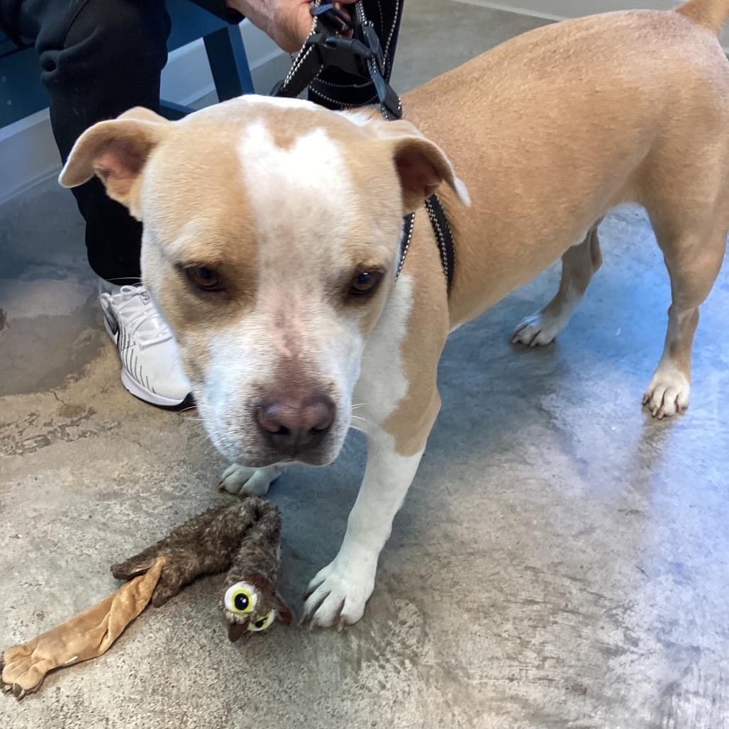 Enlarge Hugh, a Adoptable Mixed Breed in Clearwater, FL image 3/5