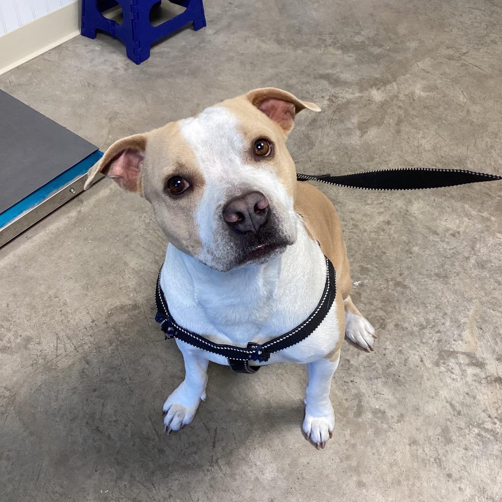 Enlarge Hugh, a Adoptable Mixed Breed in Clearwater, FL image 4/5