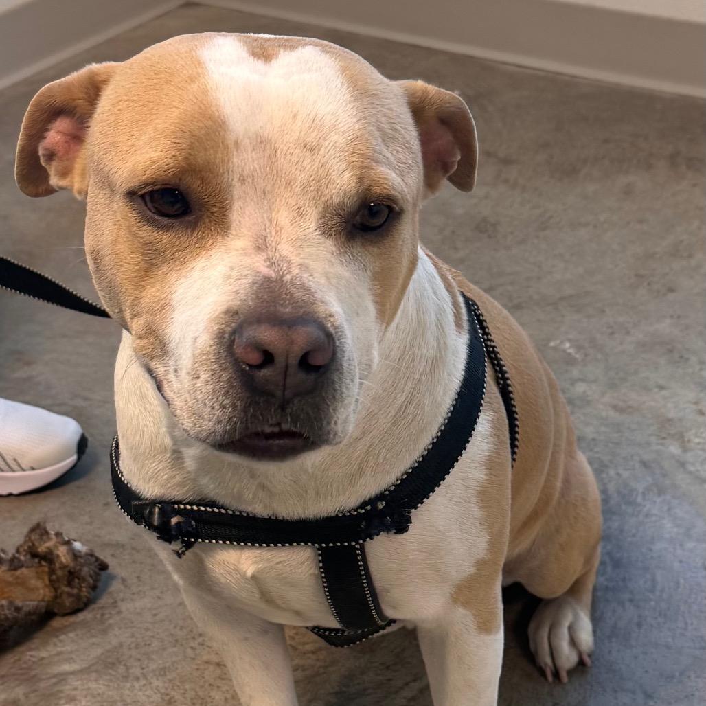 Enlarge Hugh, a Adoptable Mixed Breed in Clearwater, FL image 5/5