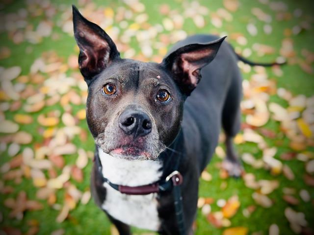 Enlarge KONA, a Adoptable mixed breed in Orlando, FL image 1/1