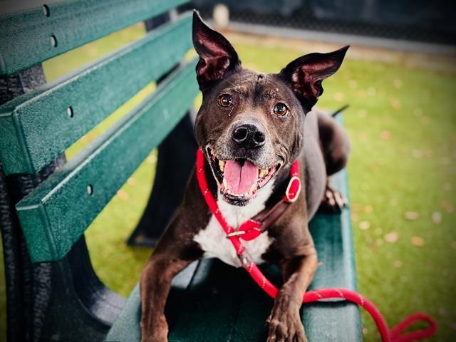 KONA, Adoptable, Adult Female Labrador Retriever & Mixed Breed.