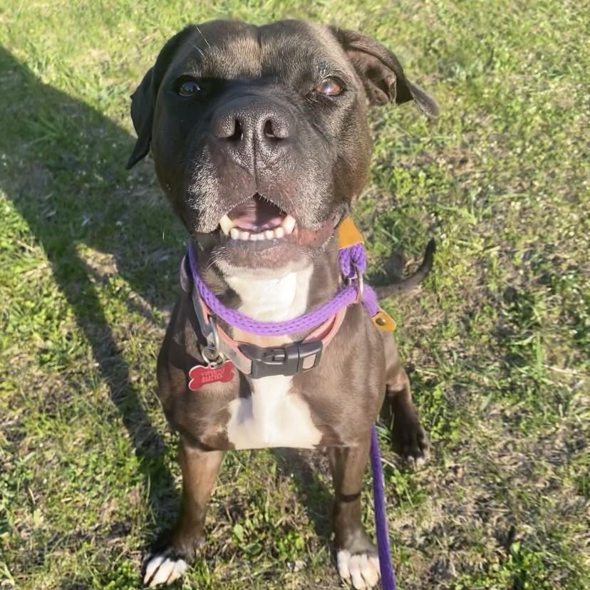 Mallory, Adult Female Pit Bull Terrier