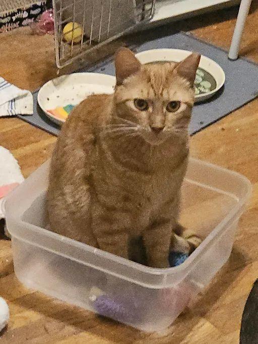 King of Town, Adoptable, Kitten Male Domestic Short Hair.
