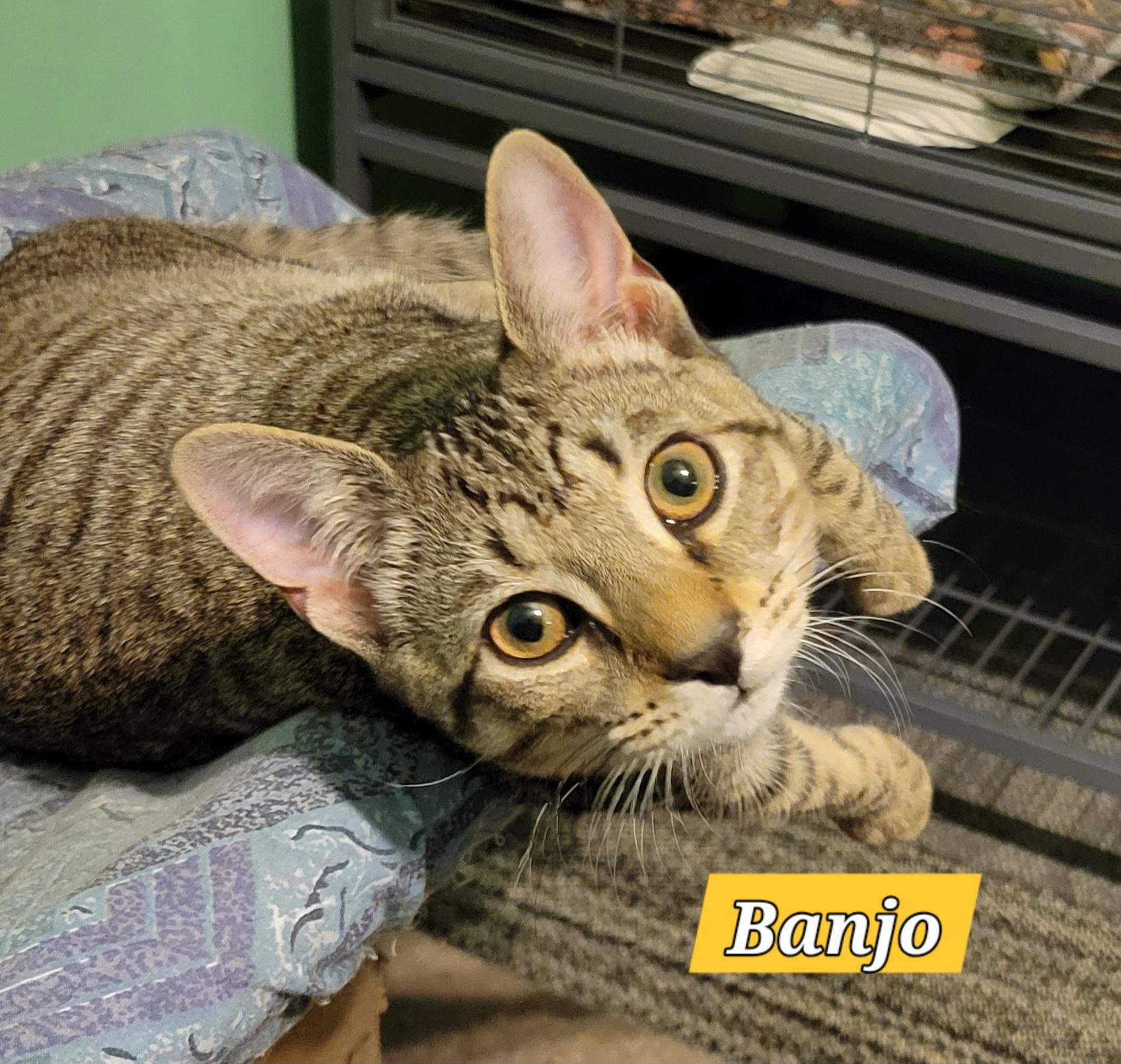 Banjo, Adoptable, Kitten Male Domestic Short Hair.