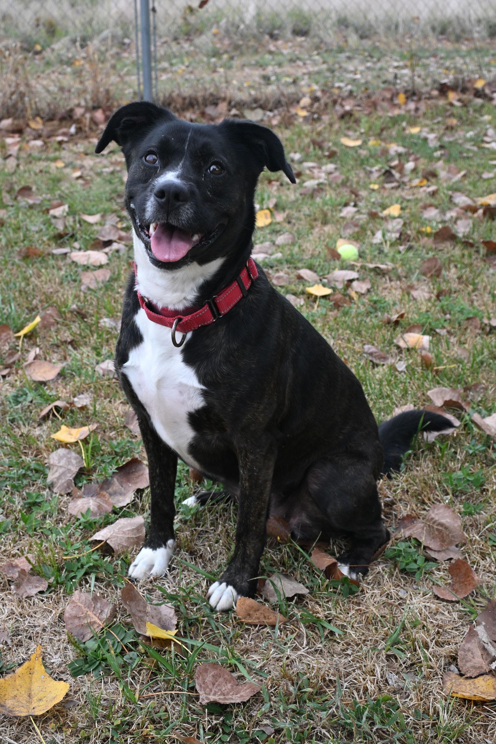 MOLLY, a Adoptable mixed breed in Du Quoin, IL image 1/3