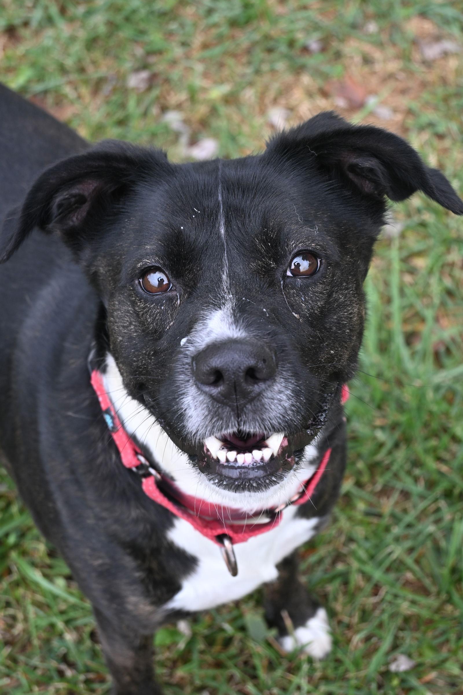 MOLLY, a Adoptable mixed breed in Du Quoin, IL image 2/3