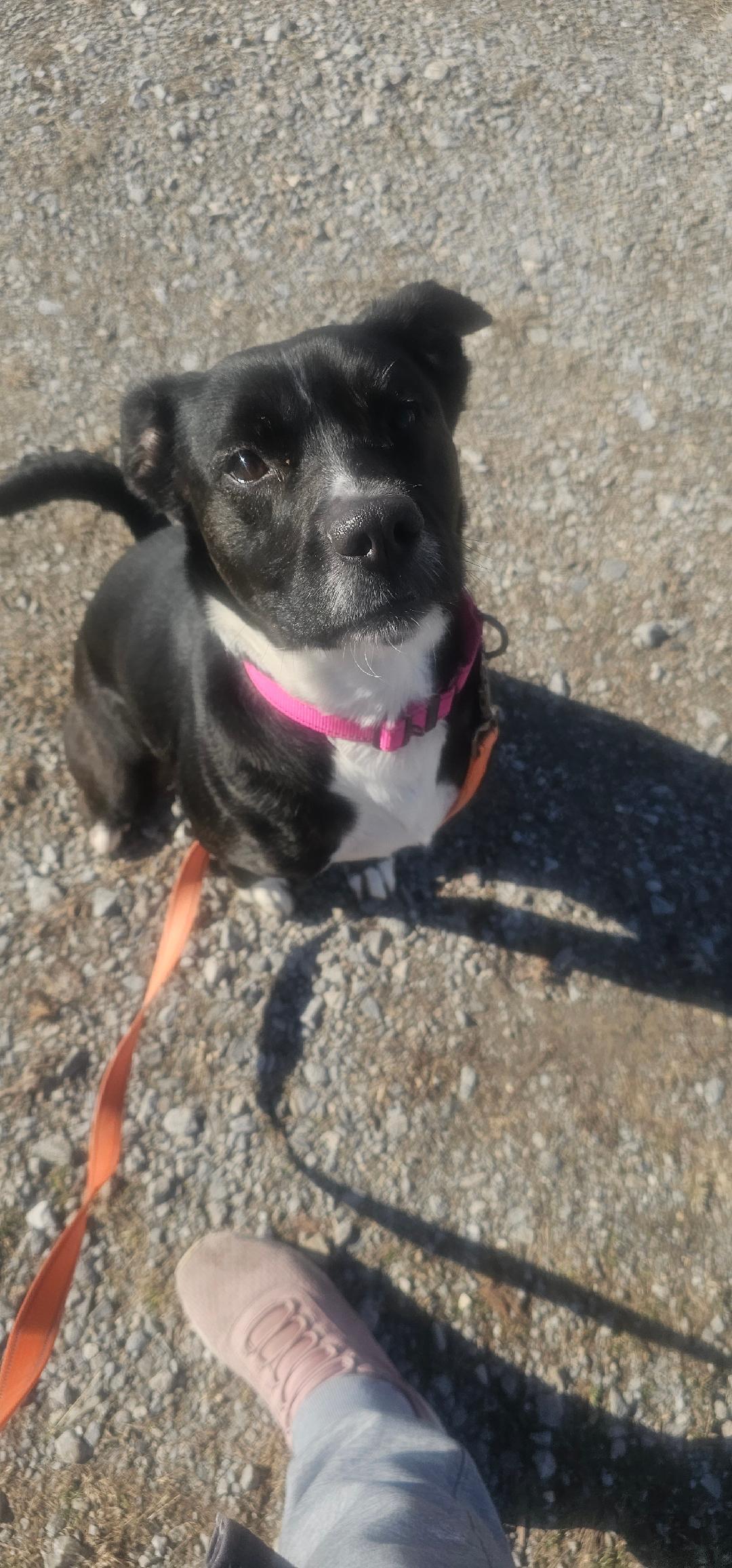 MOLLY, a Adoptable mixed breed in Du Quoin, IL image 3/3