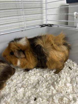 Spaghettio/ Chef Boyardee/ Ravioli, Adoptable, Adult Female Guinea Pig & Guinea Pig.