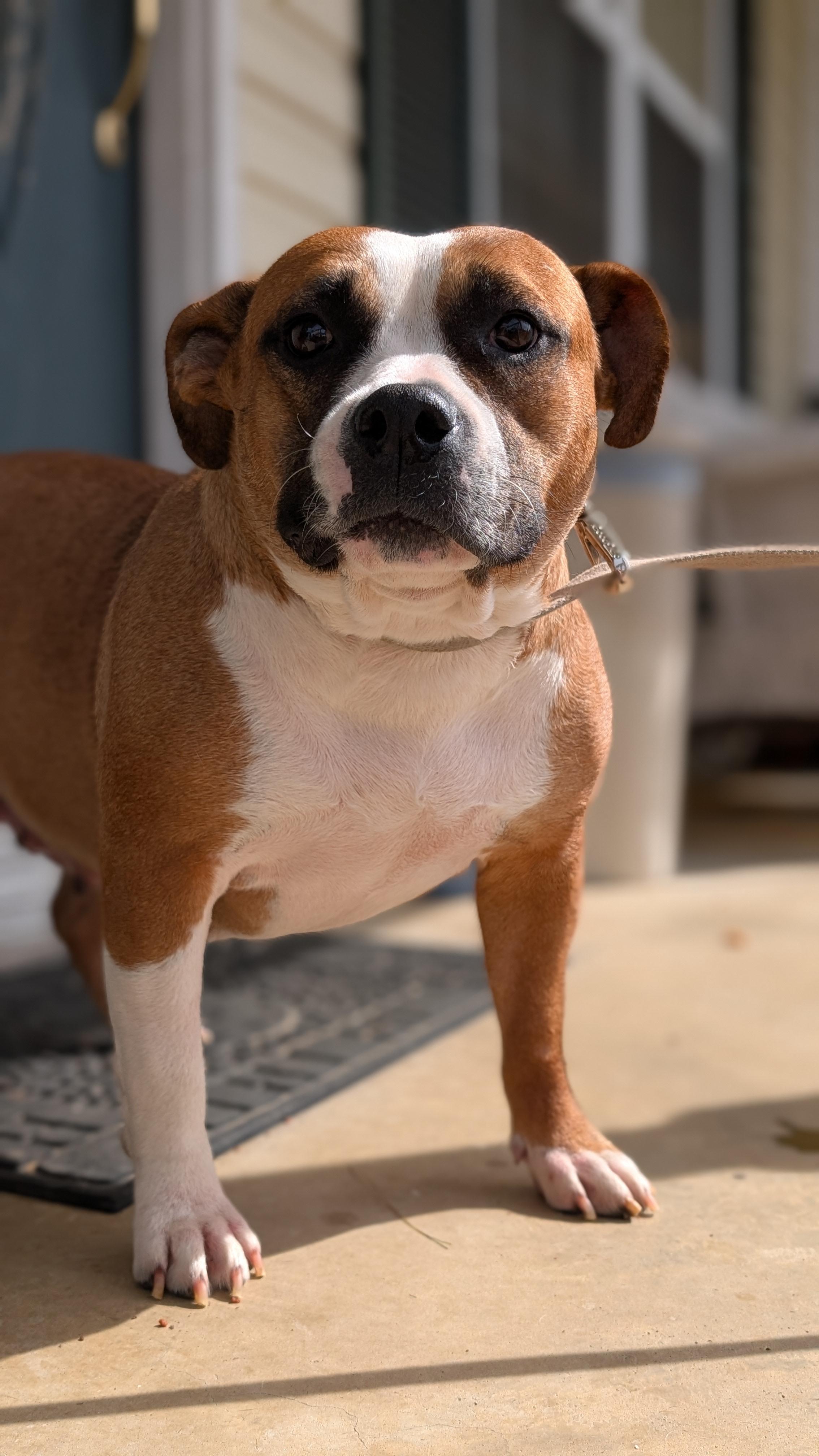 Ginger, a ADOPTABLE mixed breed in Joppa, AL image 5/6