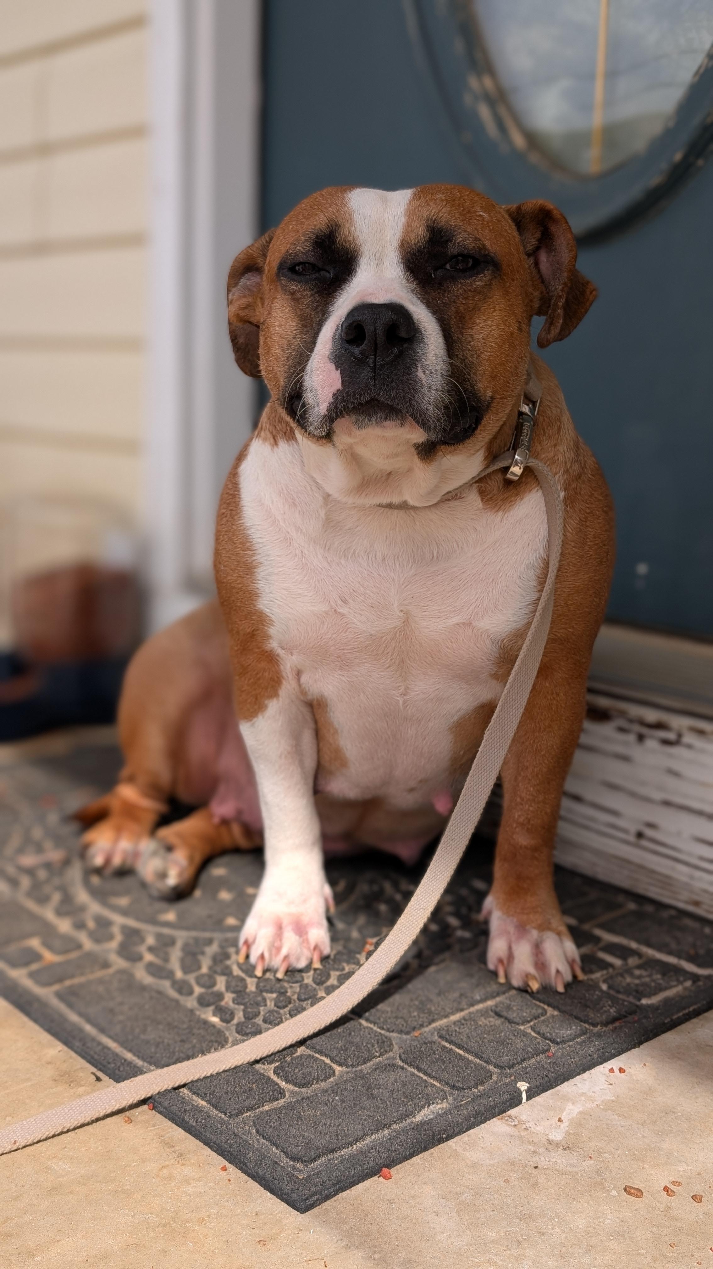 Ginger, a ADOPTABLE mixed breed in Joppa, AL image 3/6