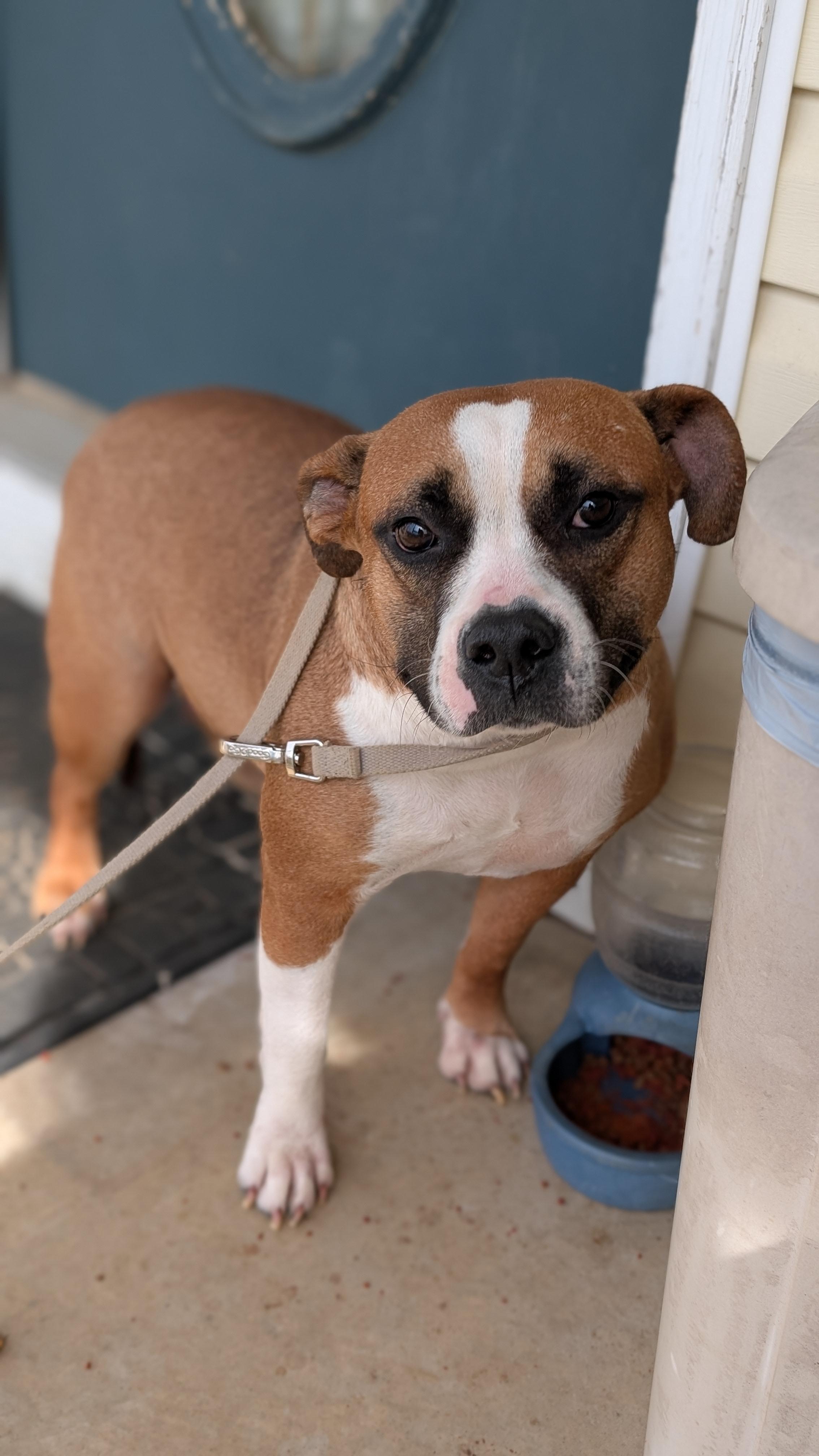 Ginger, ADOPTABLE, Adult Female Bulldog.