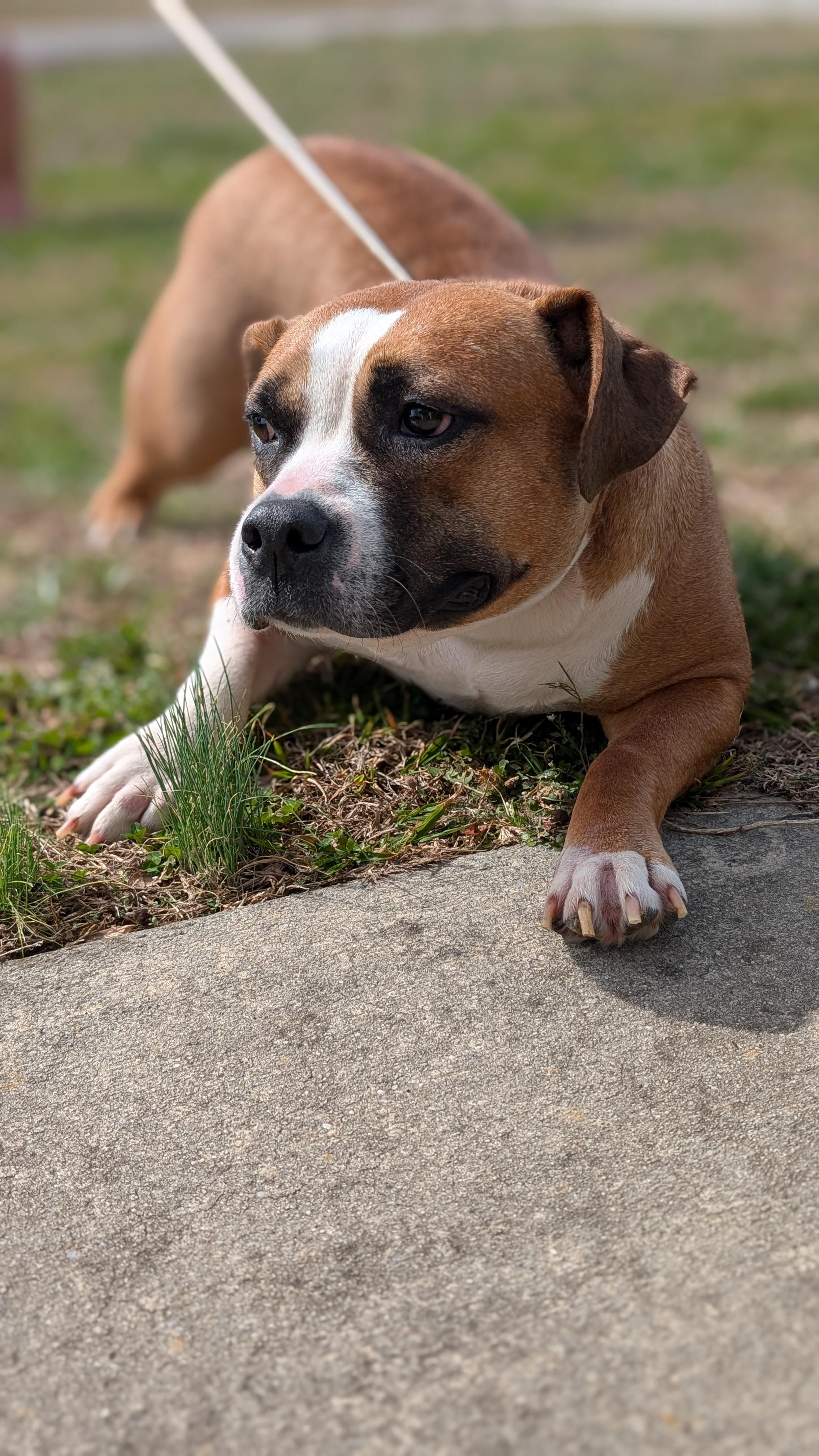 Ginger, a ADOPTABLE mixed breed in Joppa, AL image 6/6