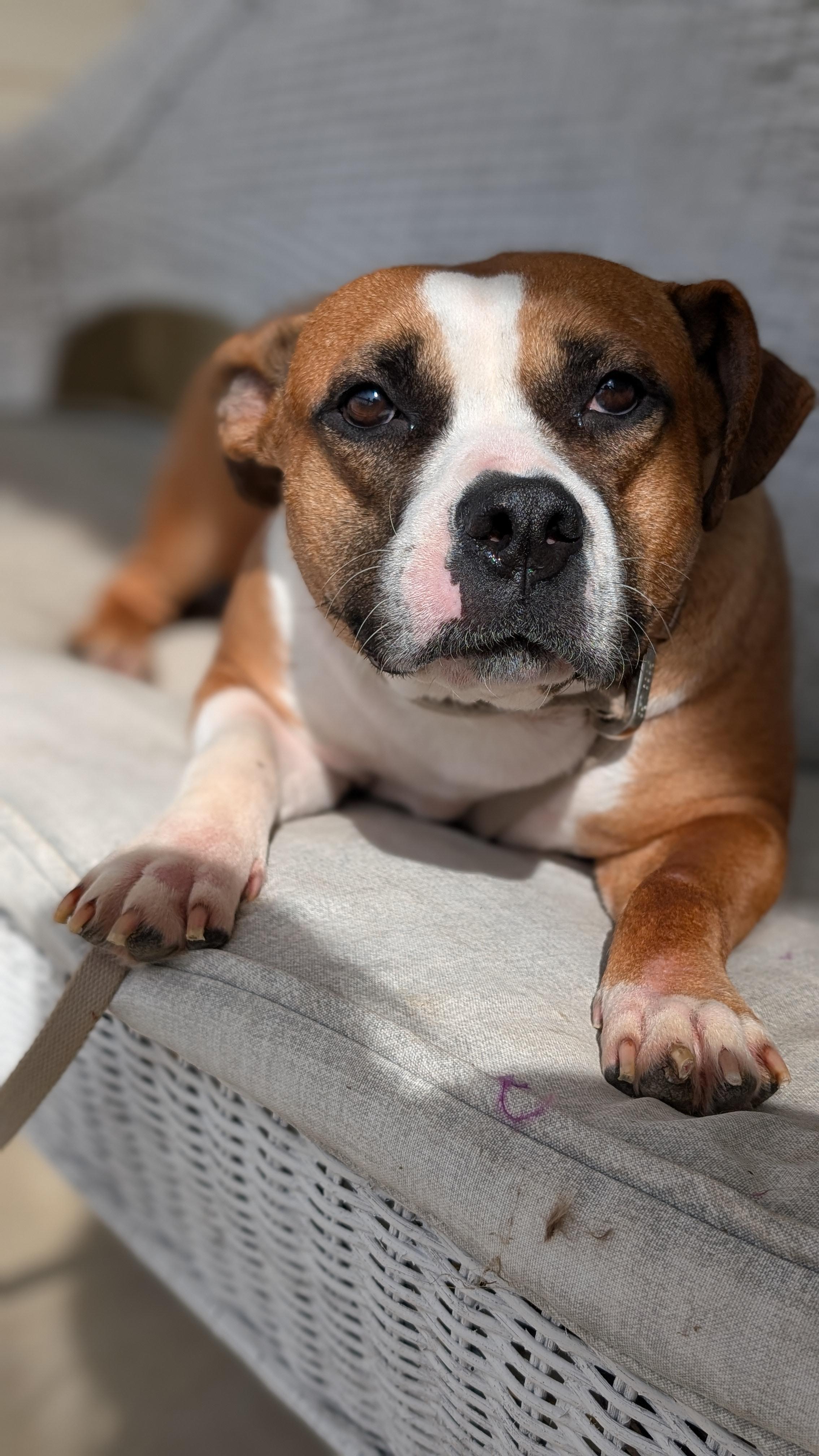 Ginger, a ADOPTABLE mixed breed in Joppa, AL image 4/6