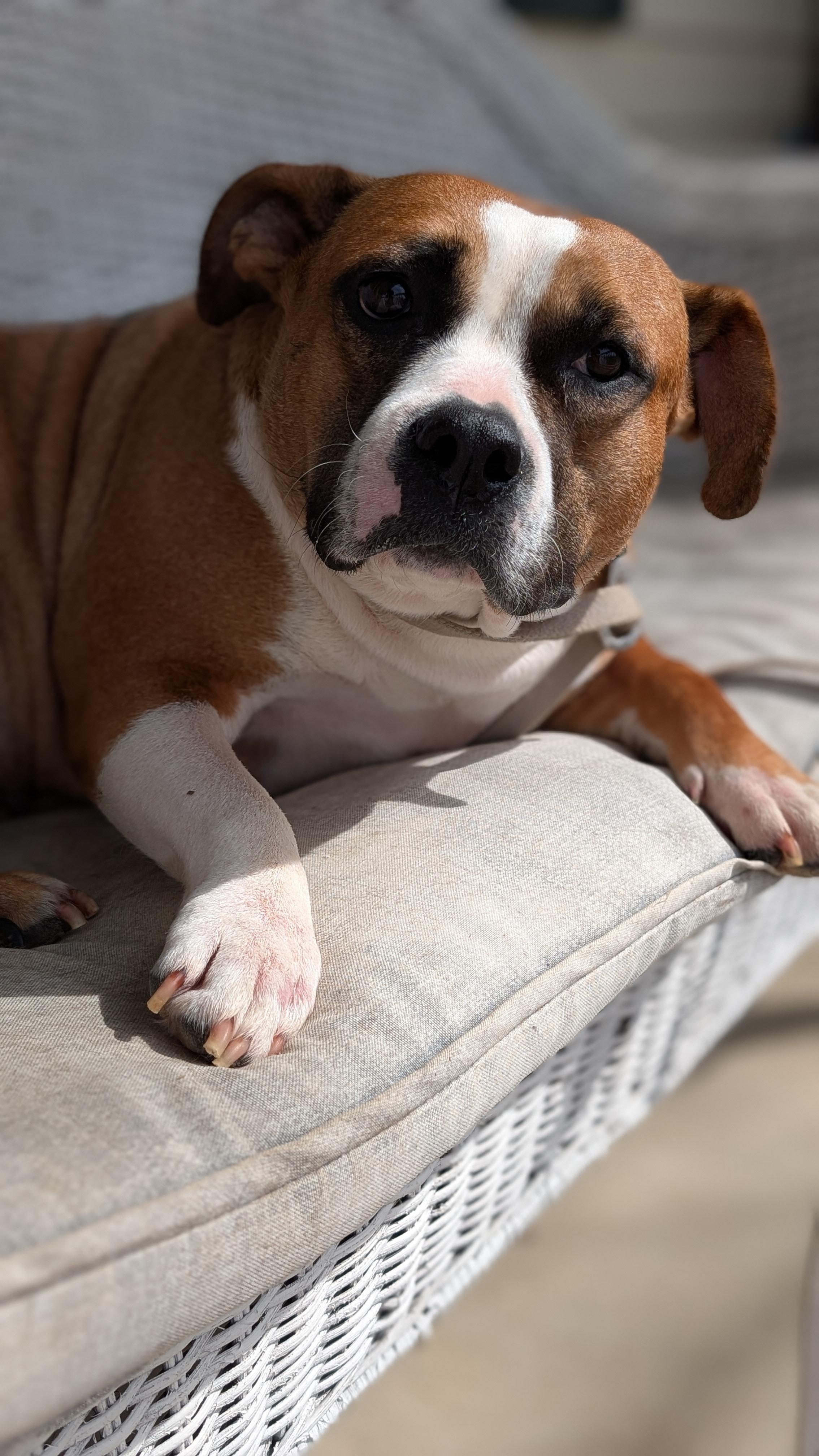 Ginger, a ADOPTABLE mixed breed in Joppa, AL image 2/6