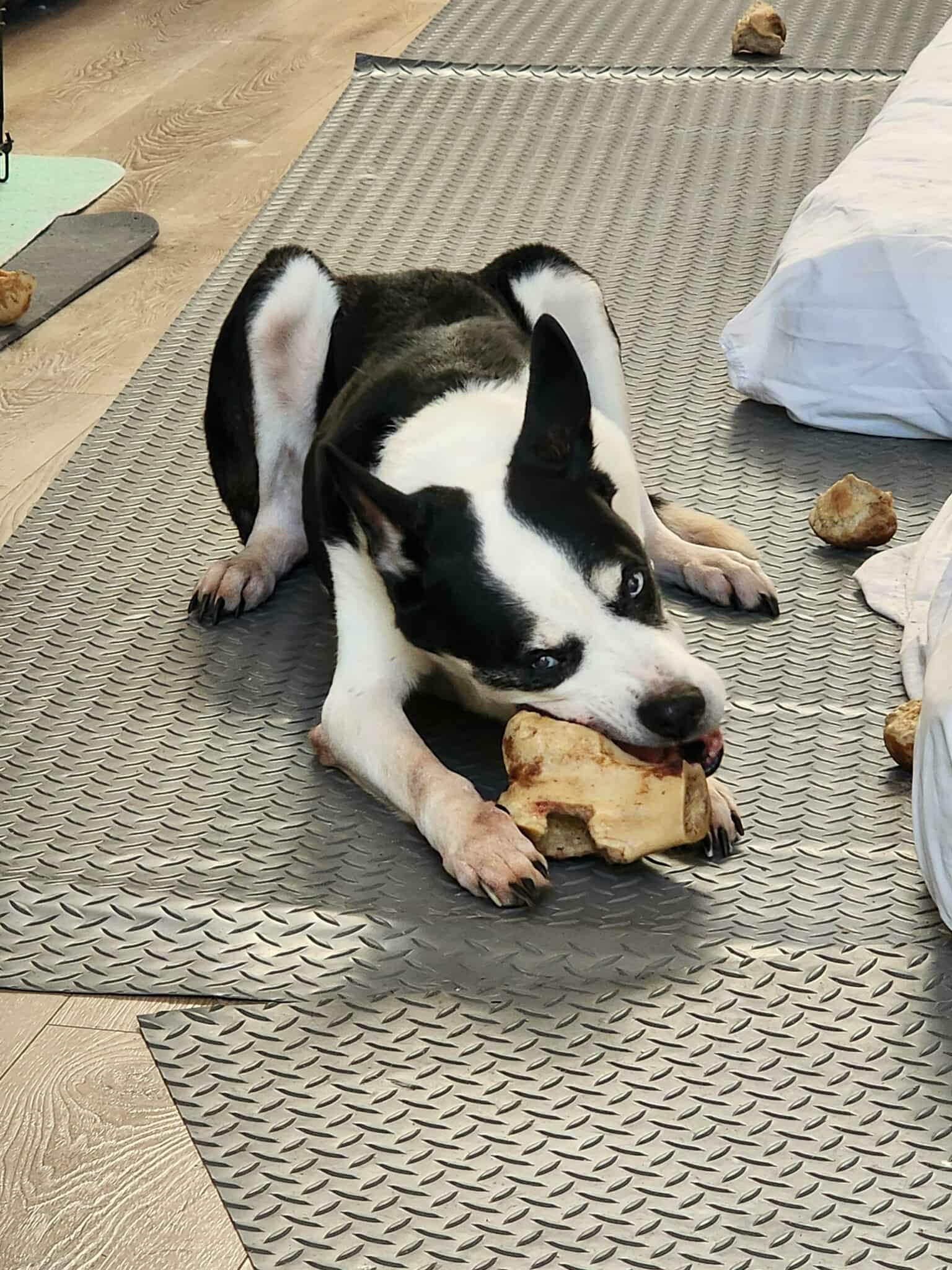Enlarge Valeria, a Adoptable mixed breed in Asheville, NC image 5/6