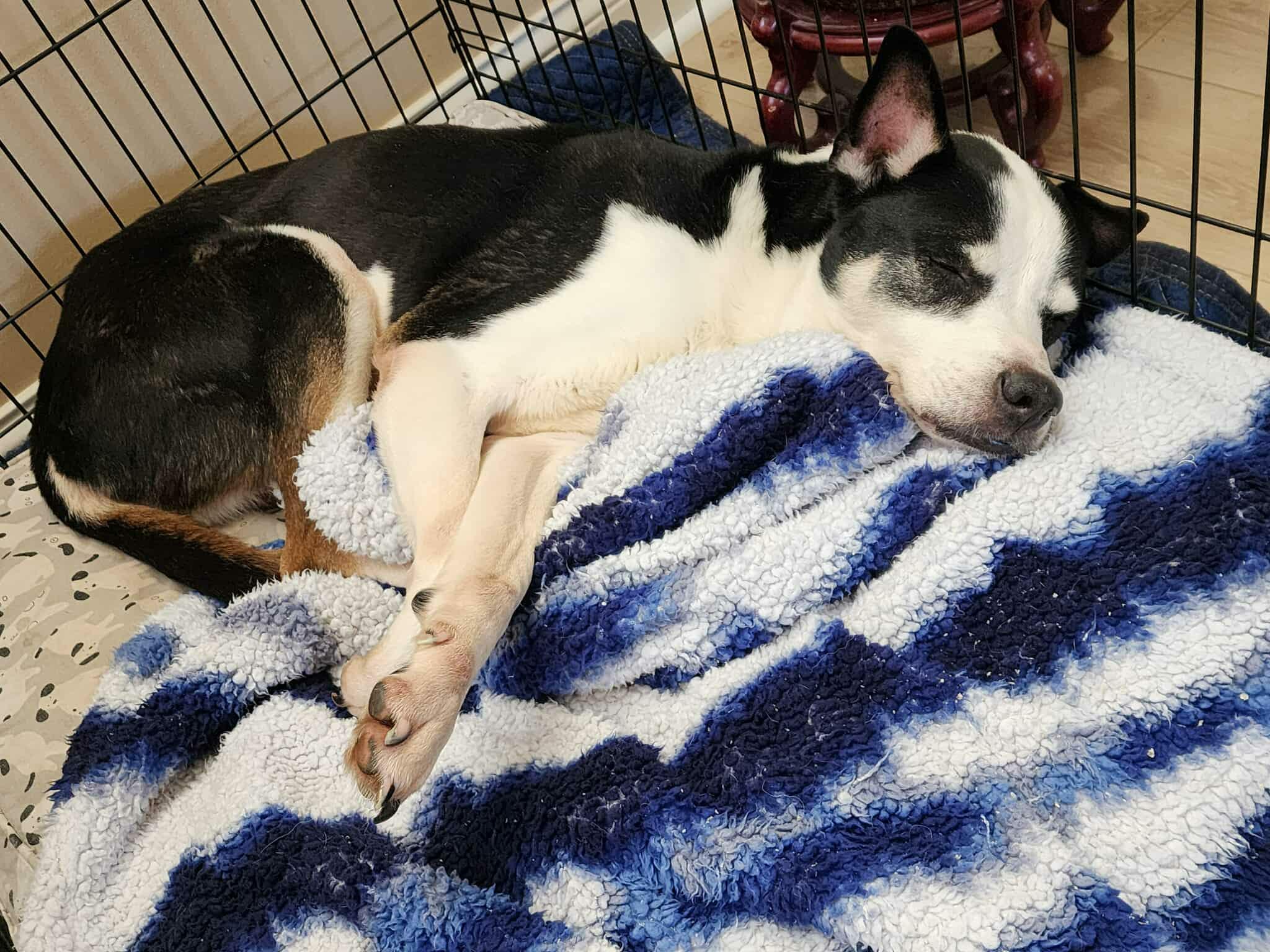 Valeria, Adoptable, Senior Female Husky.