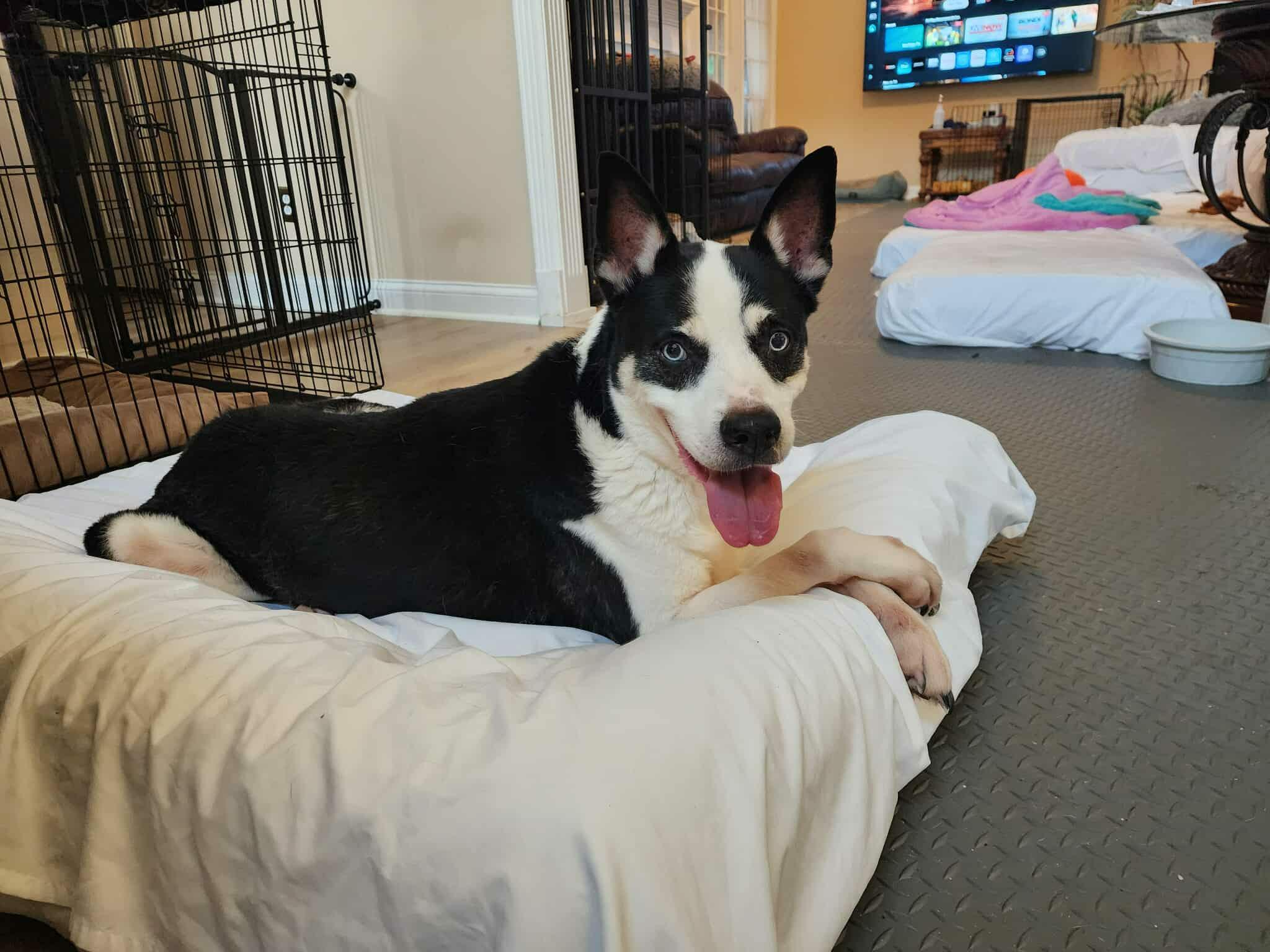 Enlarge Valeria, a Adoptable mixed breed in Asheville, NC image 1/6