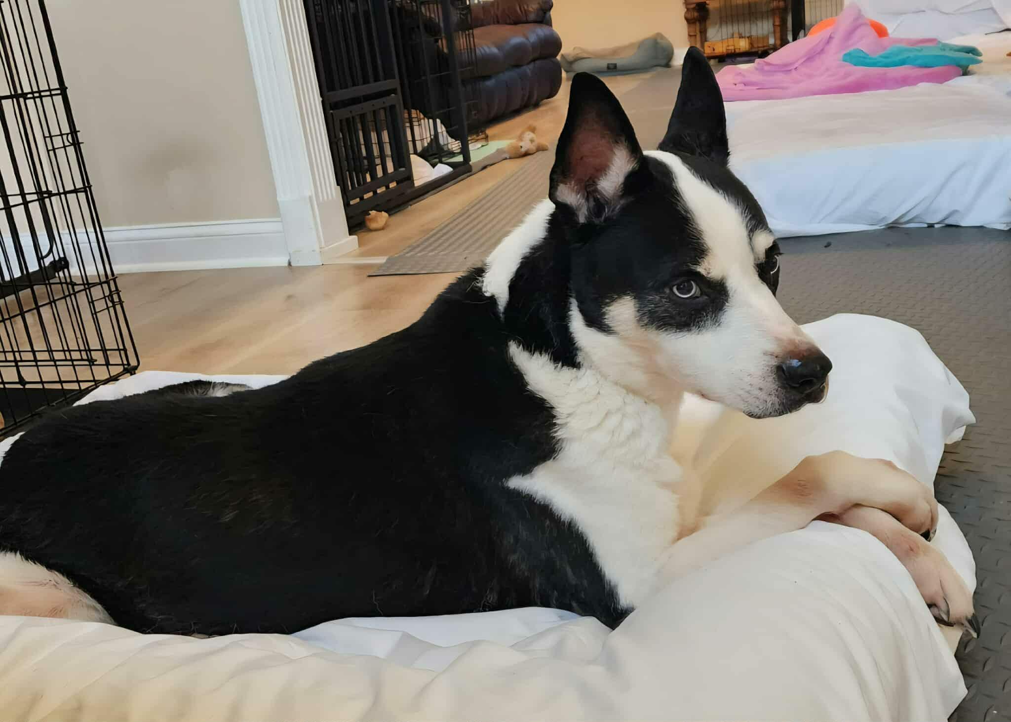 Enlarge Valeria, a Adoptable mixed breed in Asheville, NC image 4/6