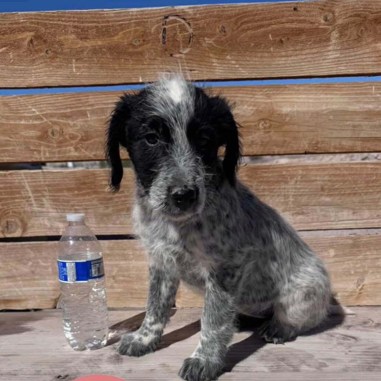 Enlarge Rey, a ADOPTABLE mixed breed in Las Vegas, NV image 1/1
