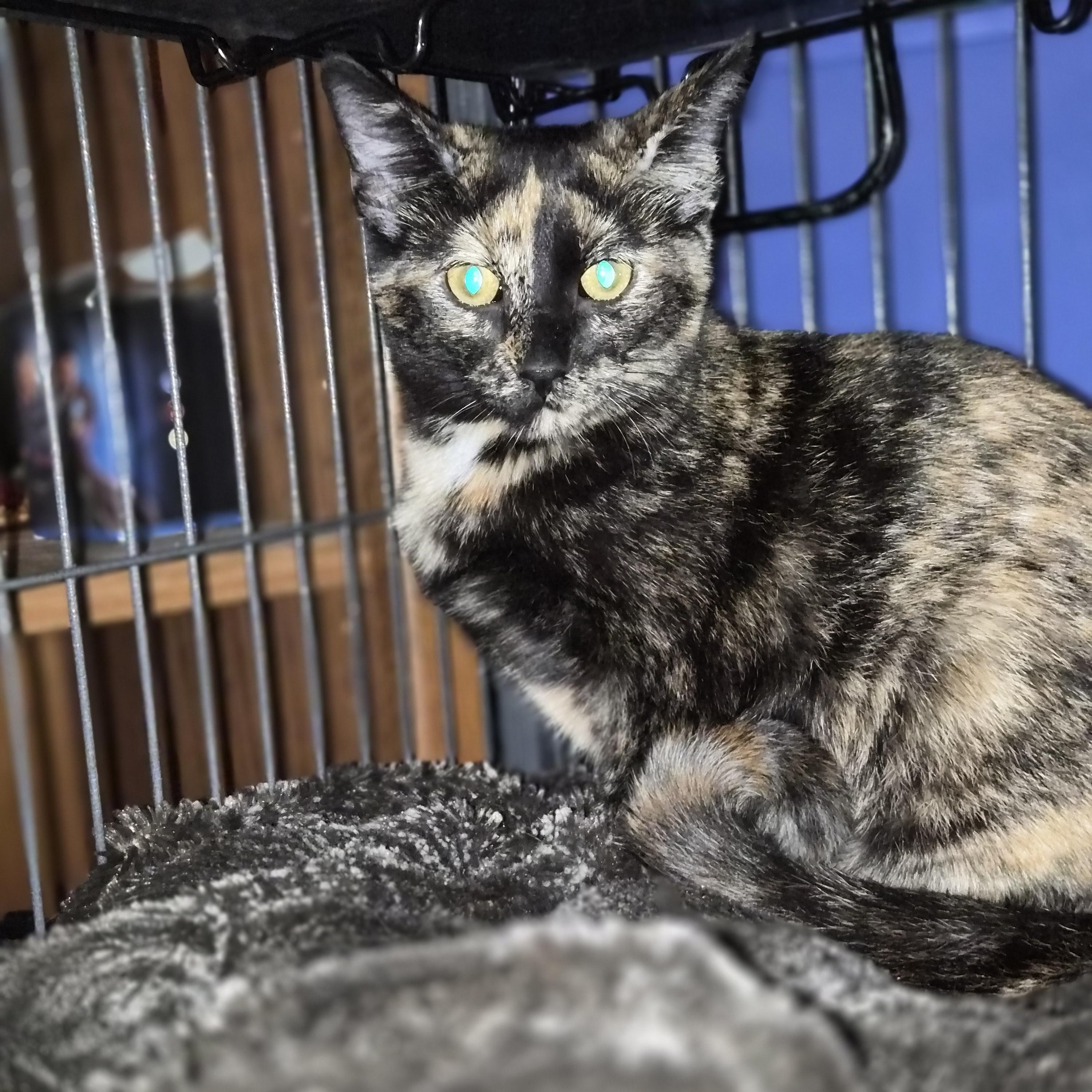 Silver & The Tortie Twins  --  (dd)