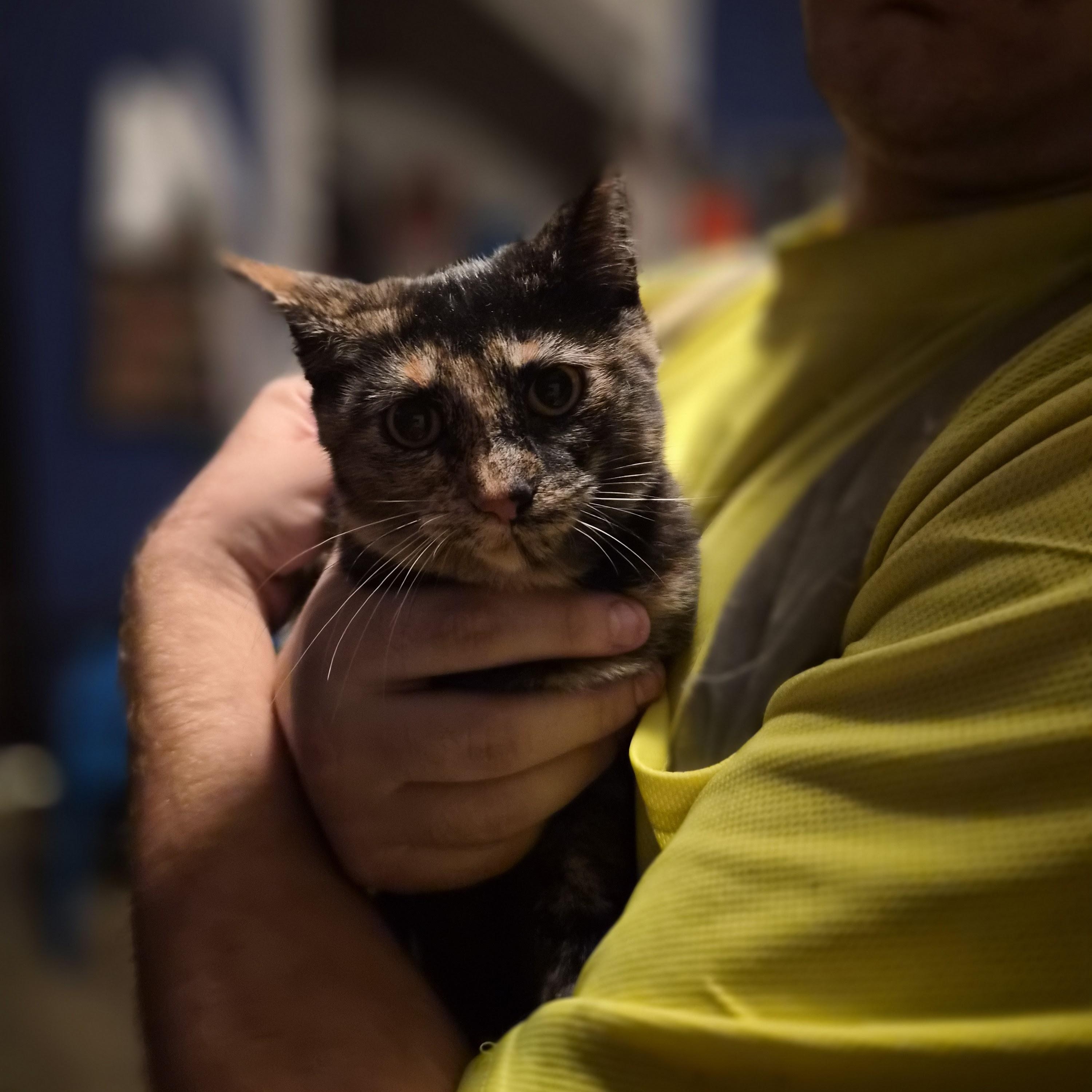 Silver & The Tortie Twins  --  (dd)