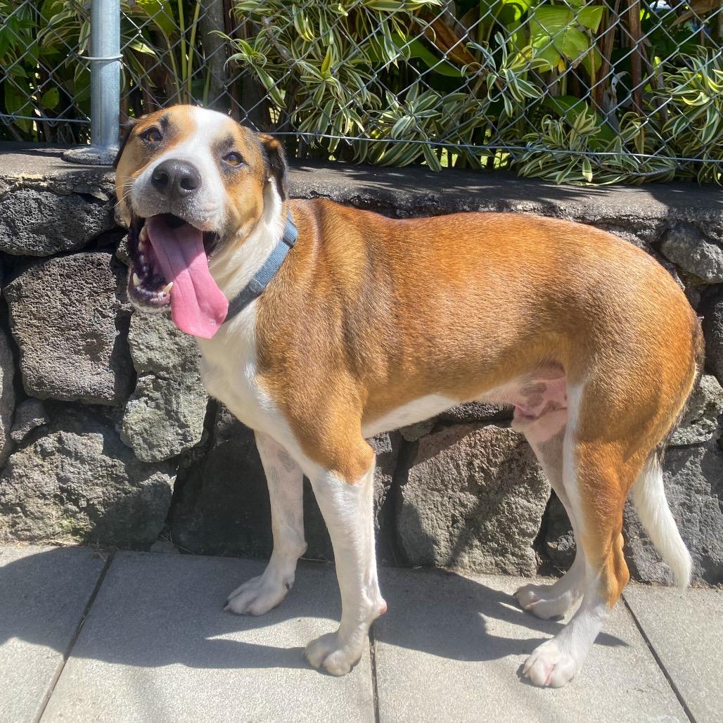 Enlarge Itachi (Plum), a Adoptable Mixed Breed in Keaau, HI image 1/6