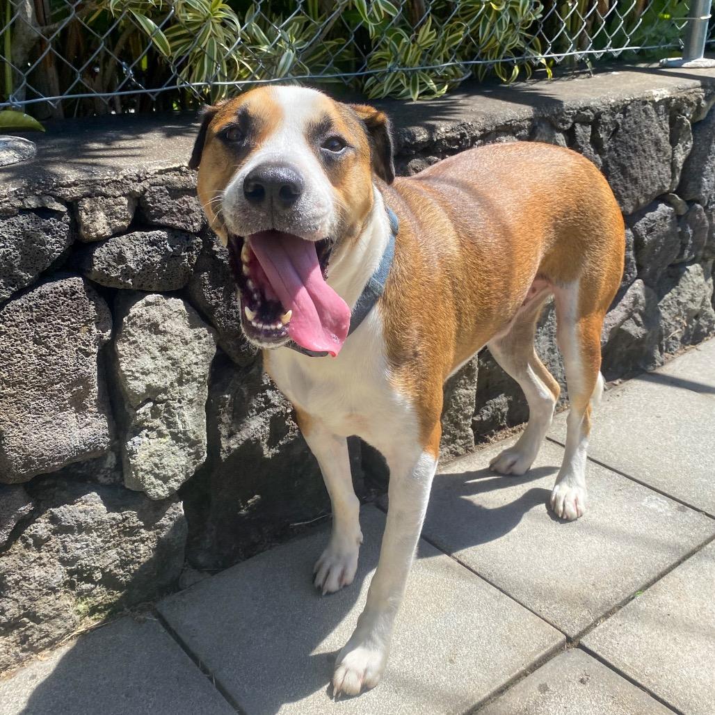 Enlarge Itachi (Plum), a Adoptable Mixed Breed in Keaau, HI image 2/6