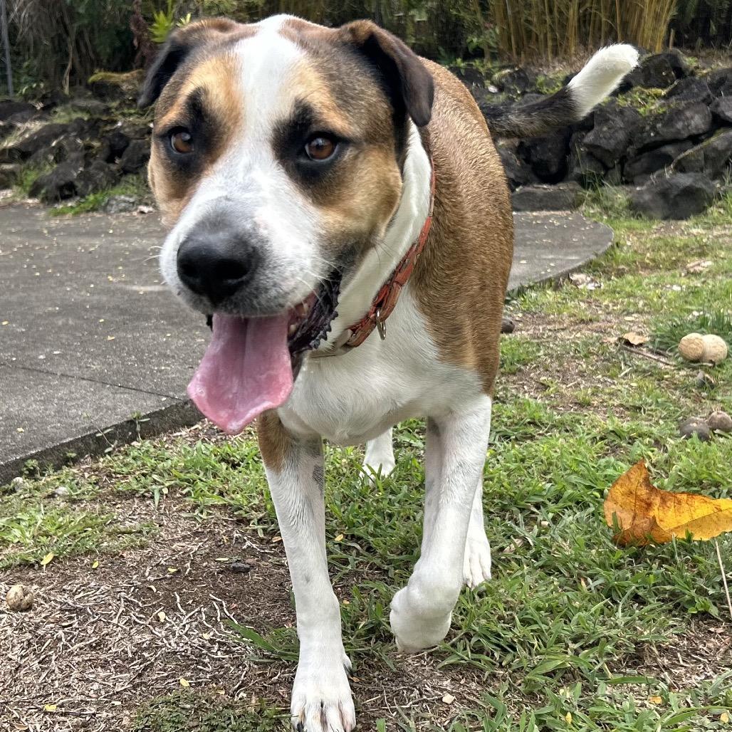 Enlarge Itachi (Plum), a Adoptable Mixed Breed in Keaau, HI image 3/6