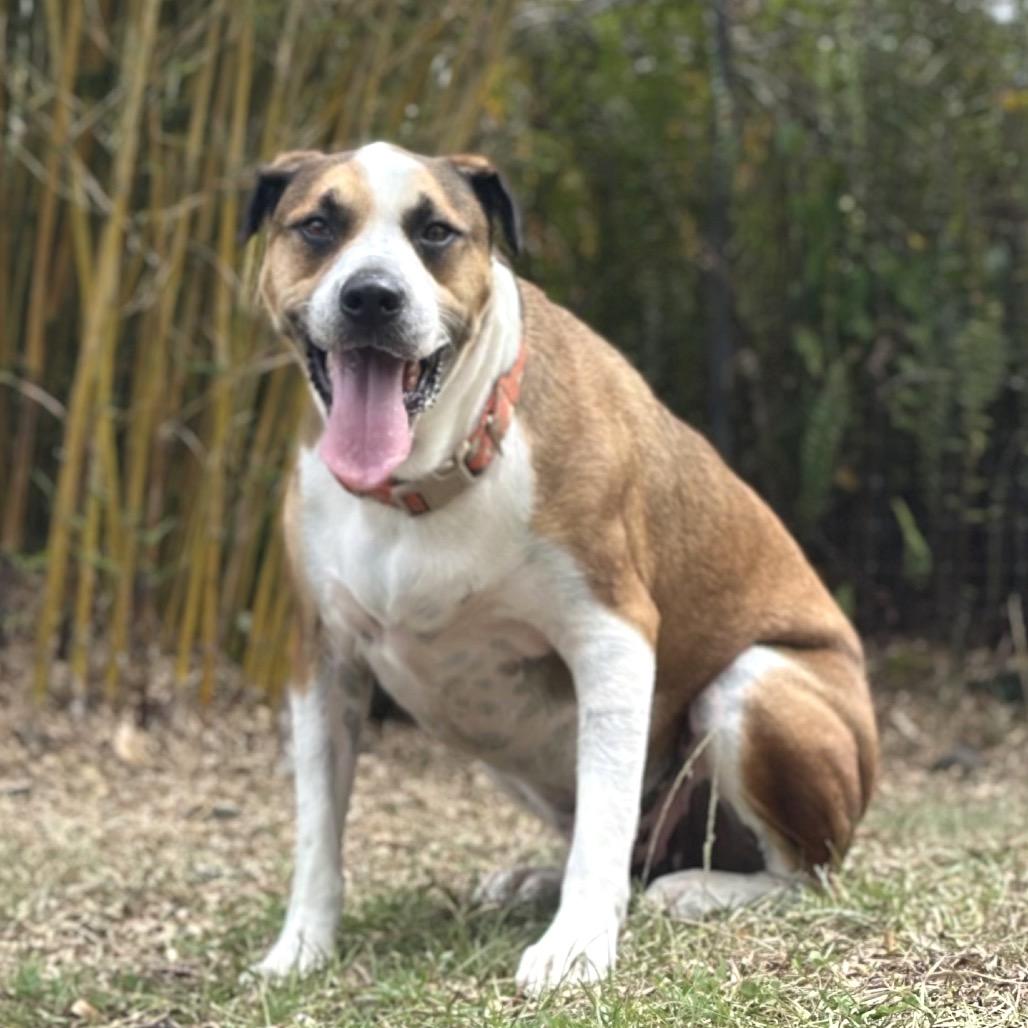 Enlarge Itachi (Plum), a Adoptable Mixed Breed in Keaau, HI image 5/6