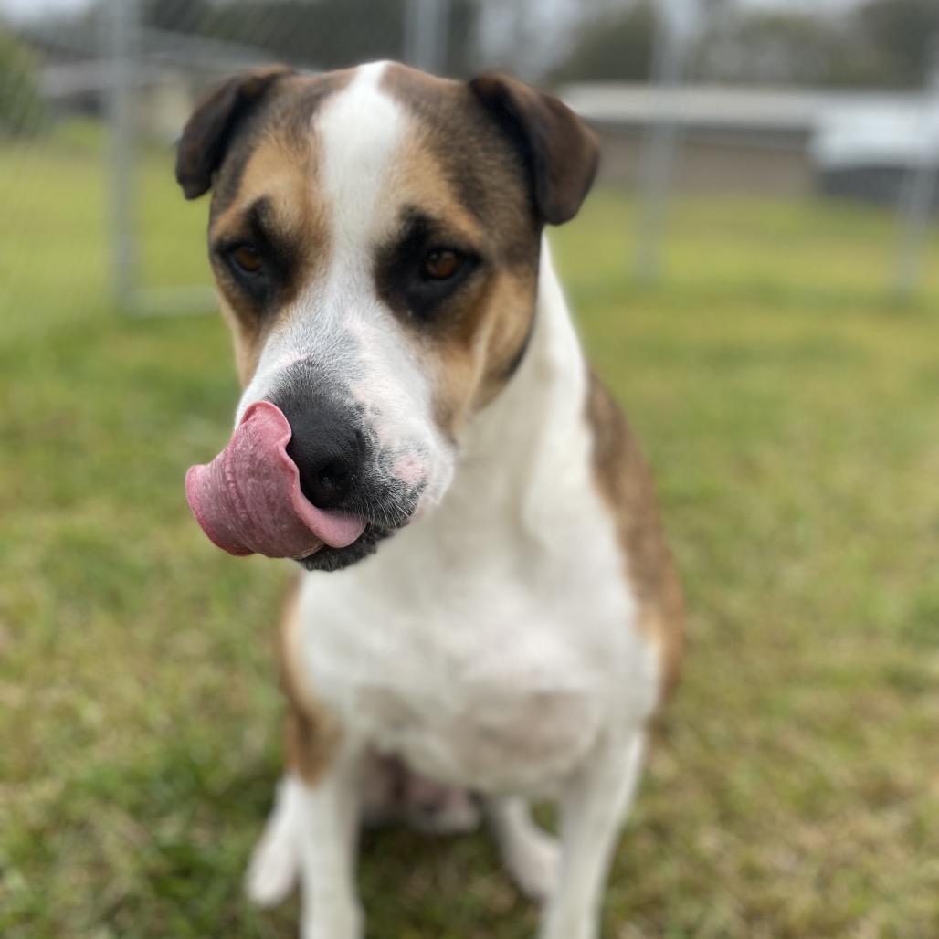 Enlarge Itachi (Plum), a Adoptable Mixed Breed in Keaau, HI image 6/6