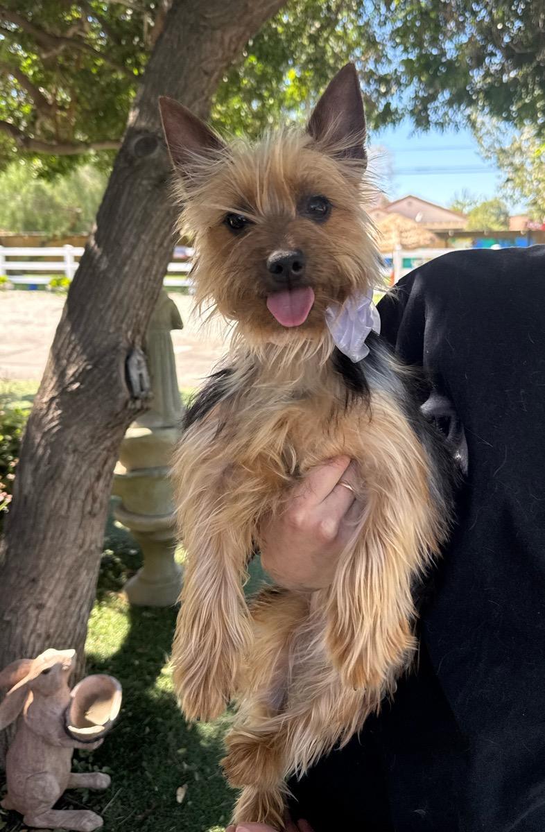 Hailey , ADOPTABLE, Young Female Yorkshire Terrier.