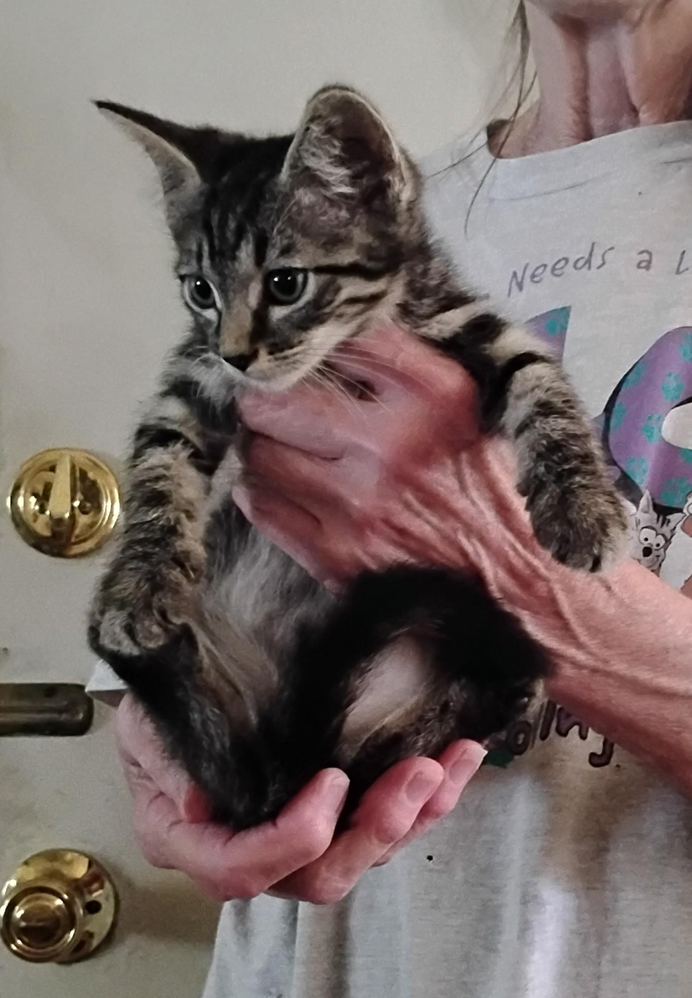 Kittens Free