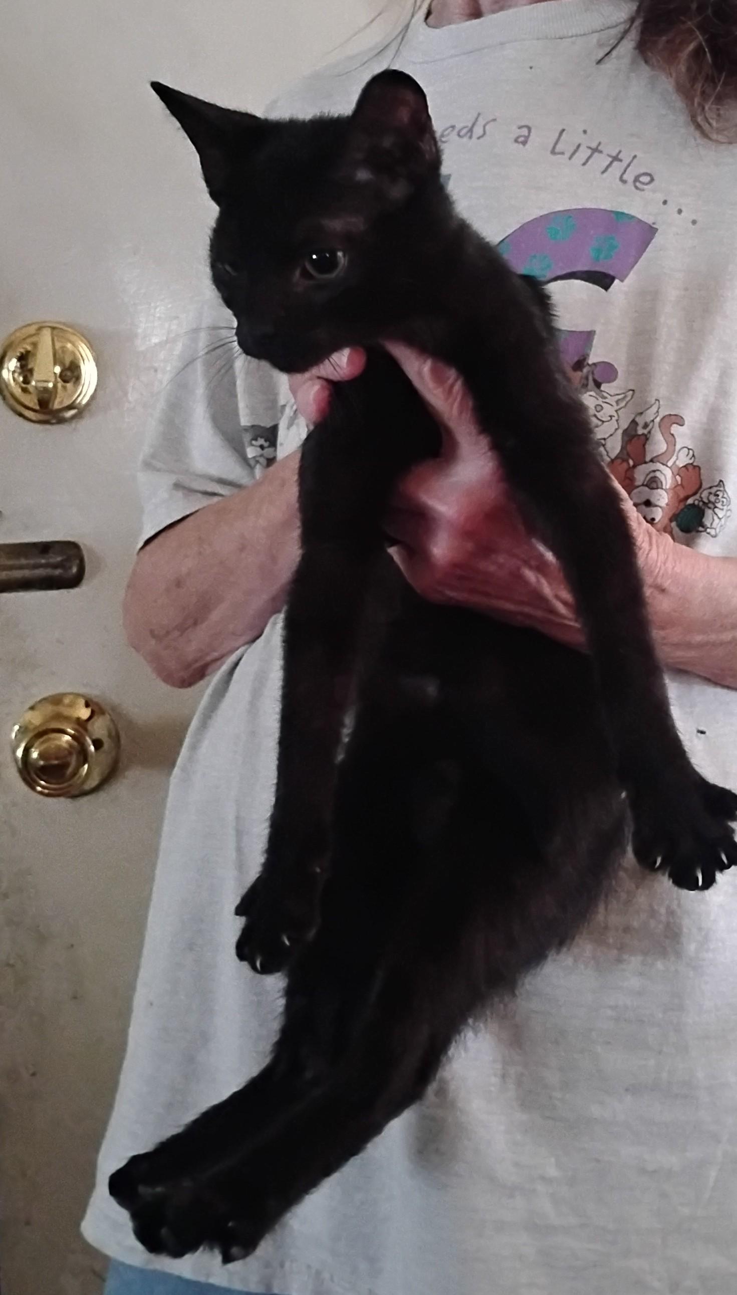 Kittens Free