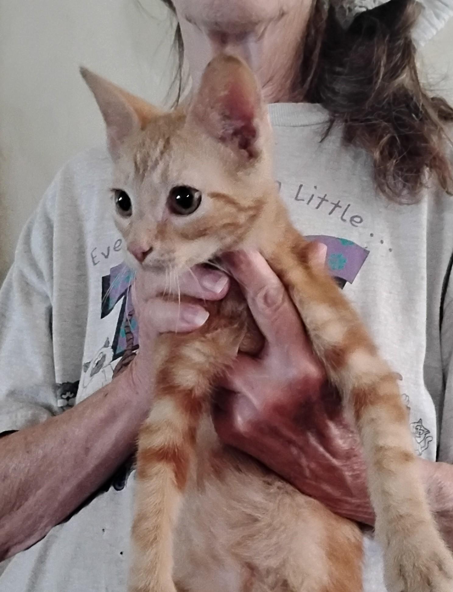 Kittens Free