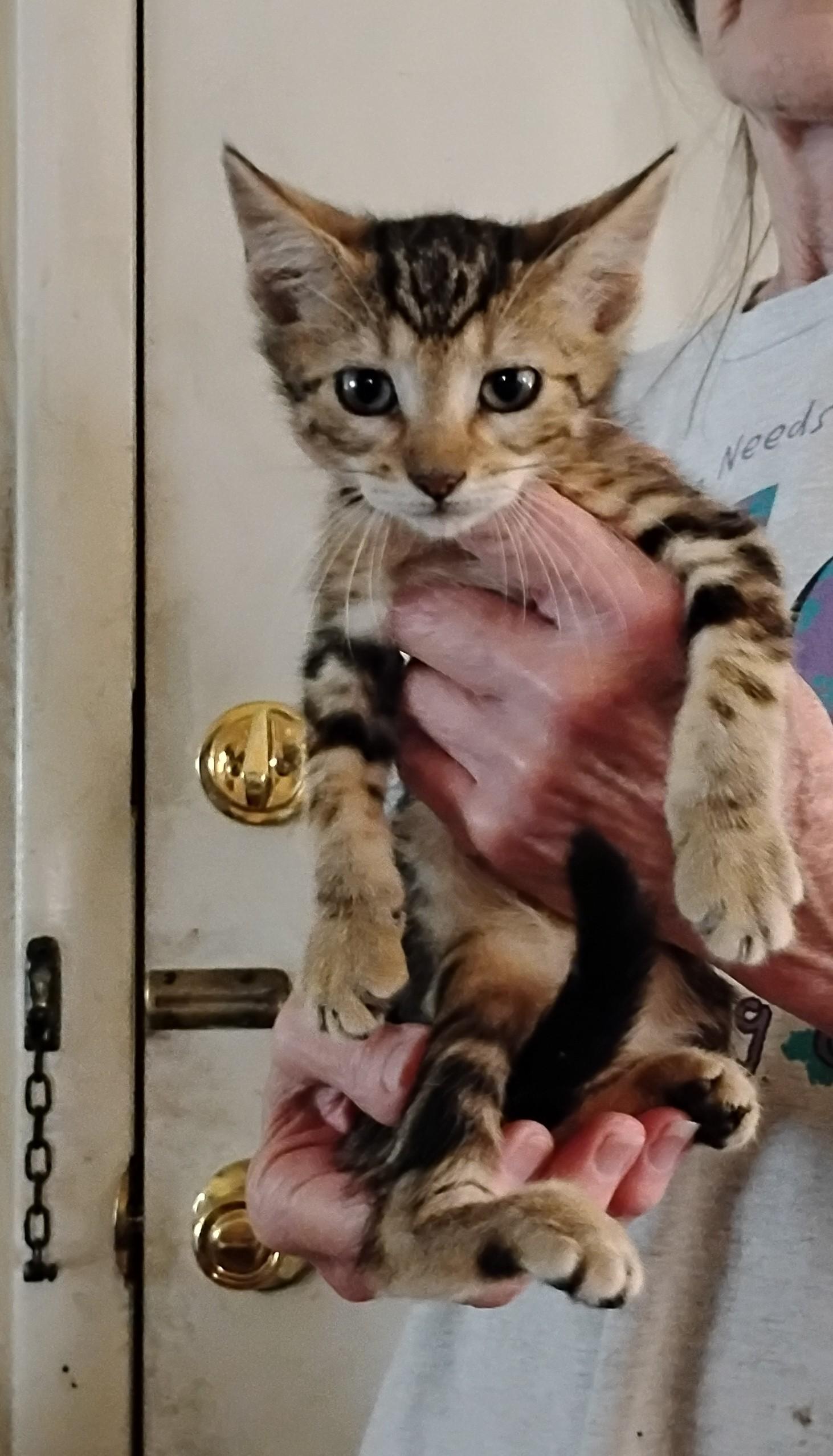 Kittens Free