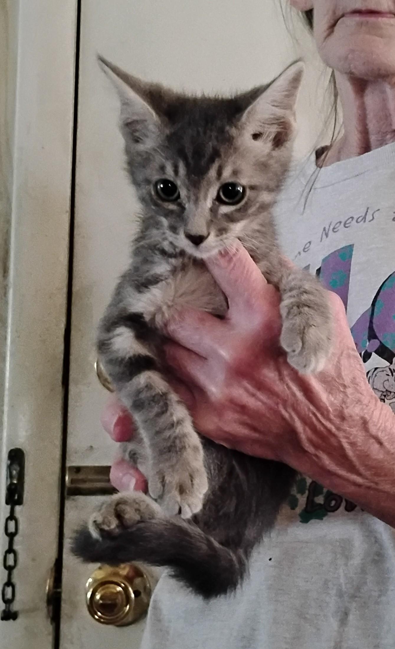 Kittens Free